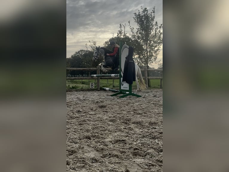 Other Breeds Mix Gelding 5 years 13,1 hh Gray-Blue-Tan in Lunteren