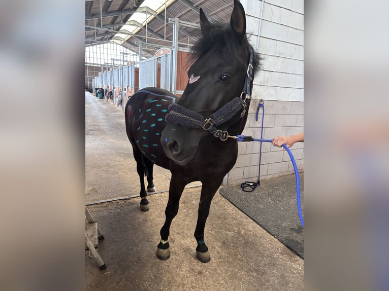 Other Breeds Mix Gelding 5 years 13,2 hh Black in Ermsdorf