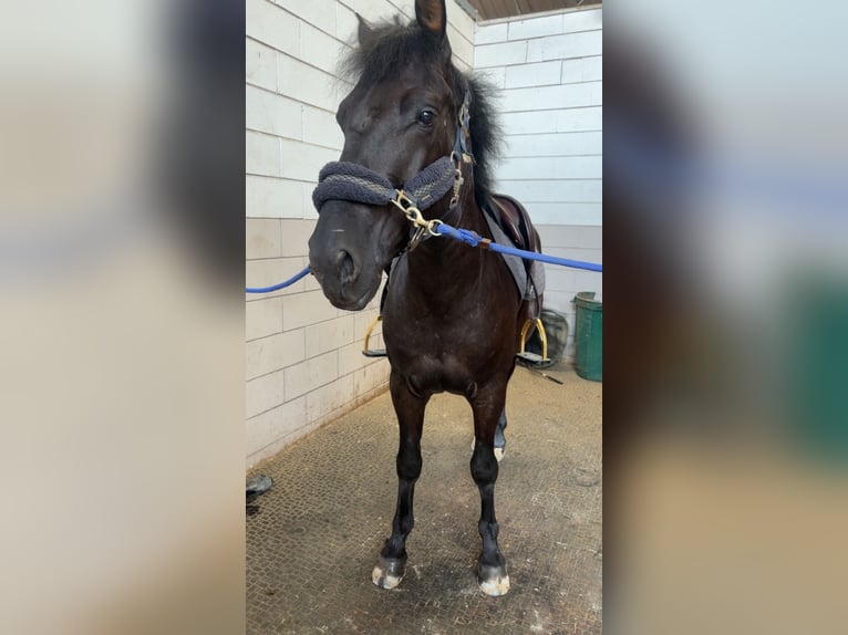 Other Breeds Mix Gelding 5 years 13,2 hh Black in Ermsdorf