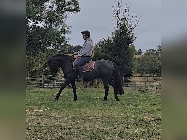 Other Breeds Mix Gelding 5 years 13,2 hh Brown Falb mold in Morpeth