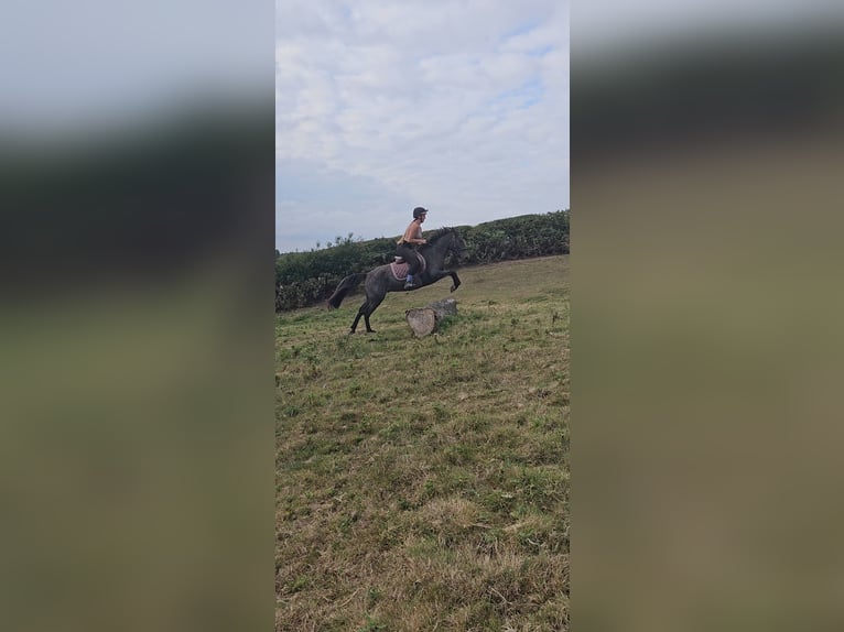 Other Breeds Mix Gelding 5 years 13,2 hh Brown Falb mold in Morpeth