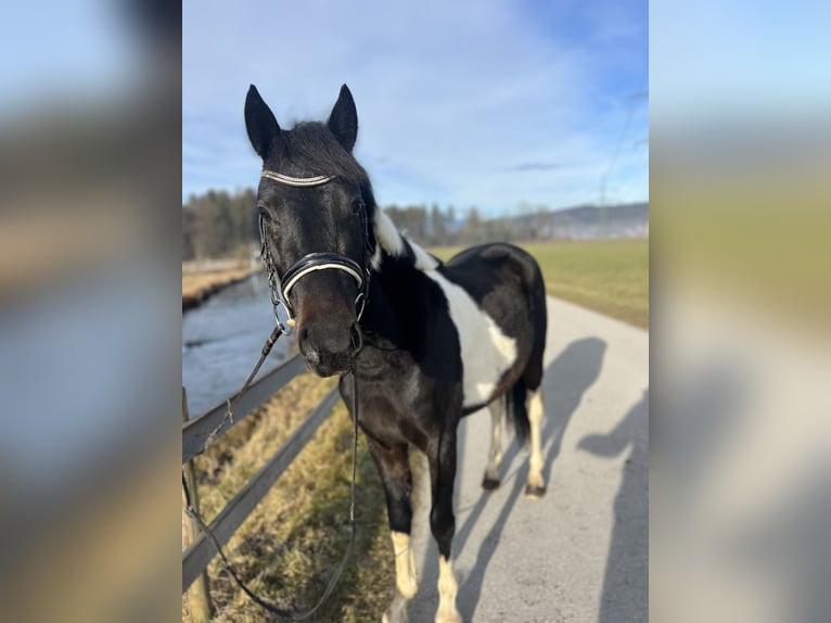 Other Breeds Gelding 5 years 13,2 hh Pinto in Schlins