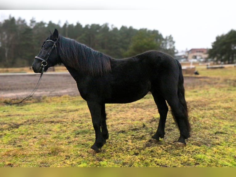 Other Breeds Gelding 5 years 14,1 hh Black in palanga