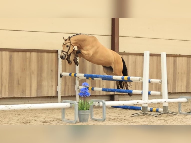 Other Breeds Gelding 5 years 14.1 hh Buckskin in Oost West en Middelbeers
