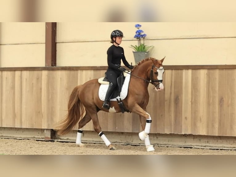 Other Breeds Gelding 5 years 14.1 hh Chestnut-Red in Oost West en Middelbeers