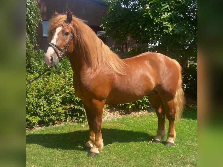 Other Breeds Gelding 5 years 14.1 hh Chestnut-Red in Hopsten