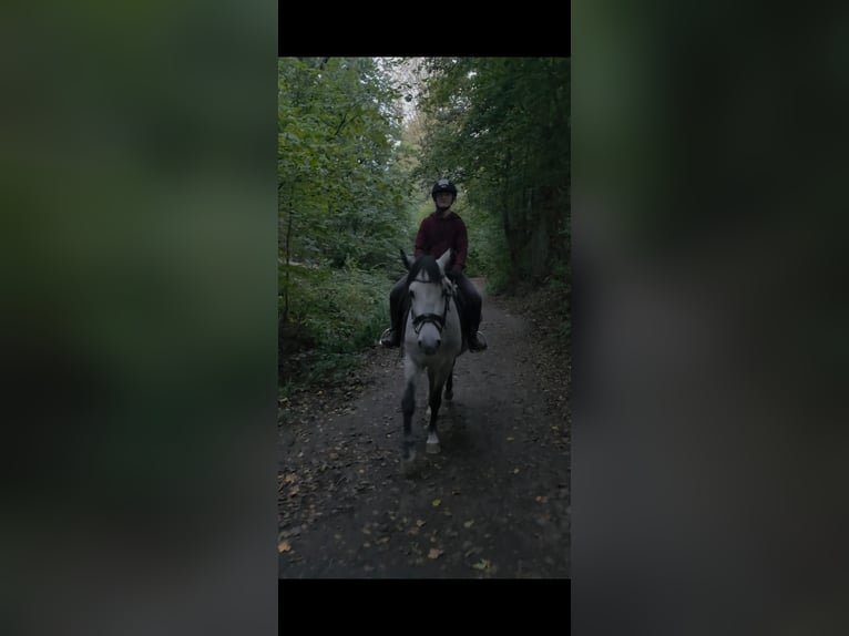 Other Breeds Gelding 5 years 14.1 hh Grey in Essen