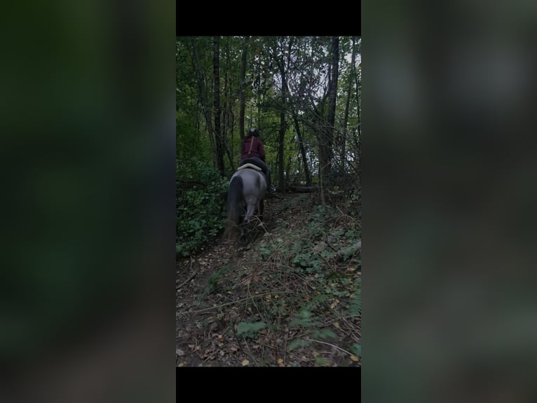 Other Breeds Gelding 5 years 14.1 hh Grey in Essen