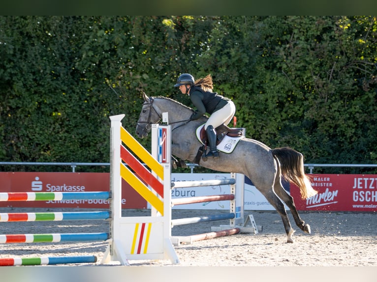 Other Breeds Gelding 5 years 14.2 hh Brown Falb mold in Kötz