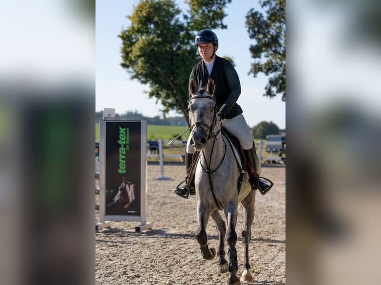 Other Breeds Gelding 5 years 14.2 hh Brown Falb mold in Kötz