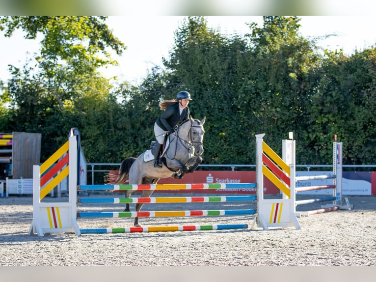 Other Breeds Gelding 5 years 14.2 hh Brown Falb mold in Kötz