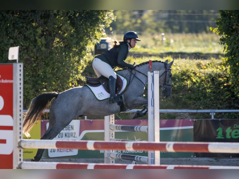 Other Breeds Gelding 5 years 14.2 hh Brown Falb mold in Kötz