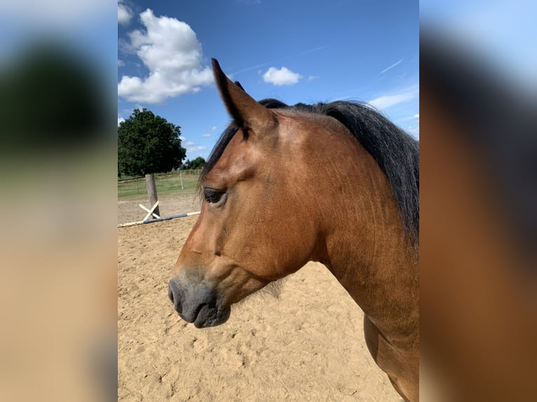 Other Breeds Mix Gelding 5 years 14,2 hh Brown in Wolsdorf