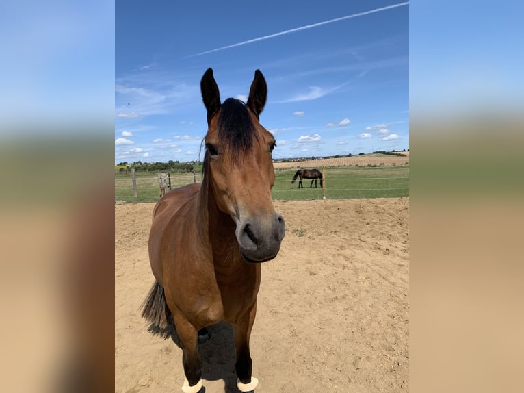 Other Breeds Mix Gelding 5 years 14,2 hh Brown in Wolsdorf