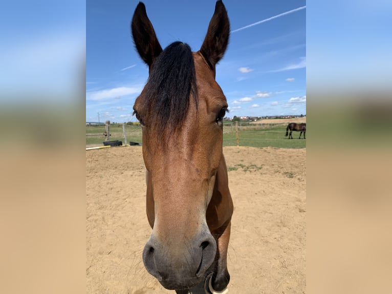 Other Breeds Mix Gelding 5 years 14,2 hh Brown in Wolsdorf