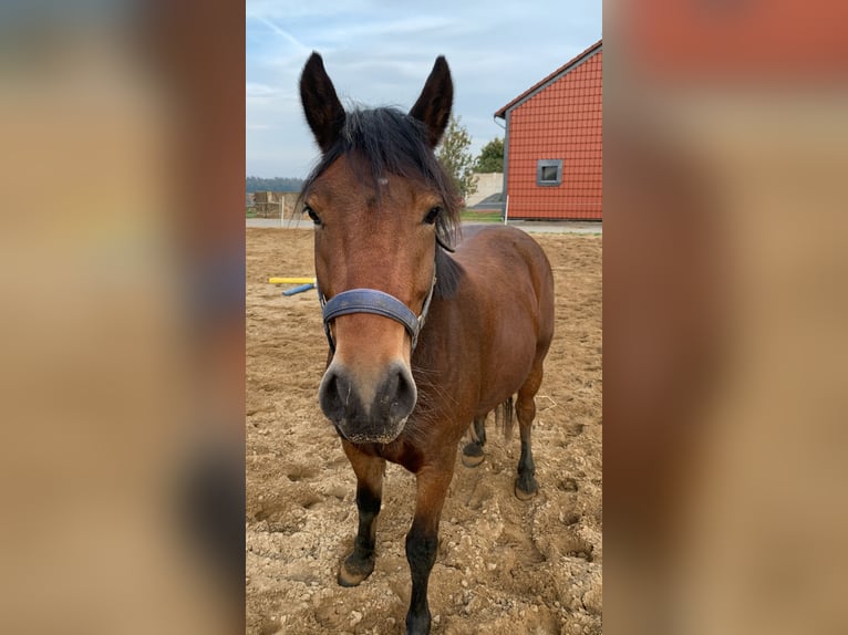 Other Breeds Mix Gelding 5 years 14,2 hh Brown in Wolsdorf