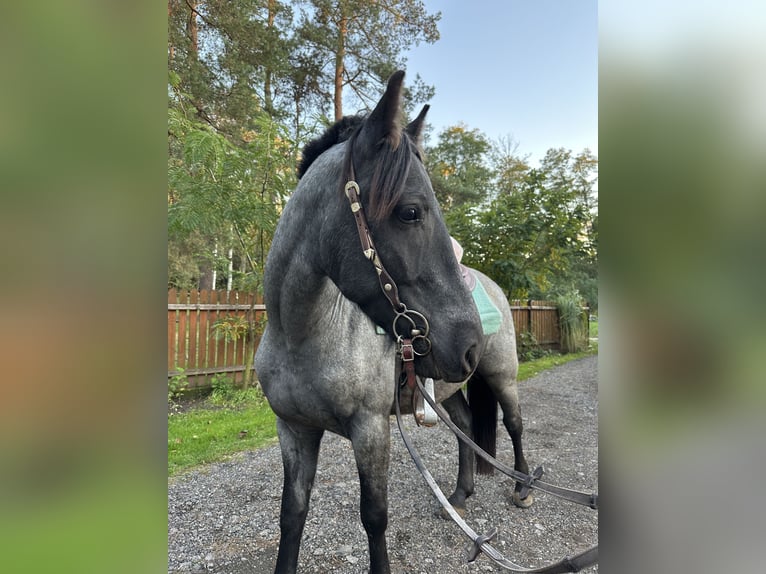 Other Breeds Mix Gelding 5 years 14,2 hh Roan-Blue in Pysznica