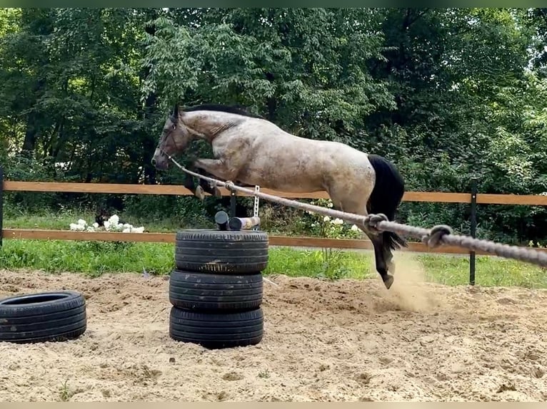 Other Breeds Mix Gelding 5 years 14,2 hh Roan-Blue in Pysznica