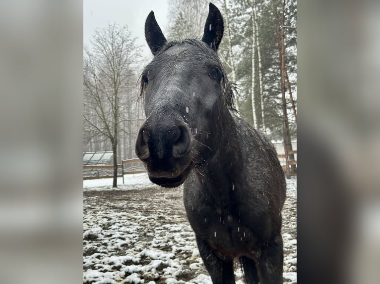 Other Breeds Mix Gelding 5 years 14,2 hh Roan-Blue in Pysznica