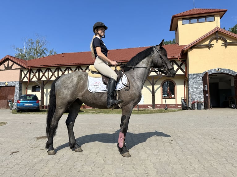 Other Breeds Mix Gelding 5 years 14,2 hh Roan-Blue in Pysznica