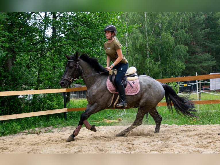 Other Breeds Mix Gelding 5 years 14,2 hh Roan-Blue in Pysznica