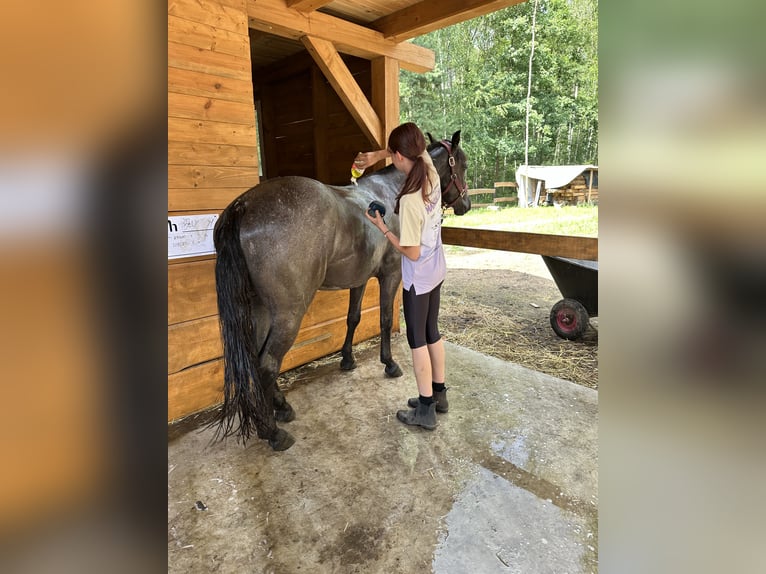 Other Breeds Mix Gelding 5 years 14,2 hh Roan-Blue in Pysznica