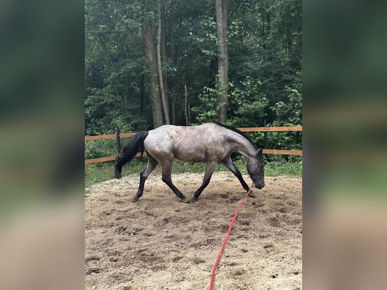 Other Breeds Mix Gelding 5 years 14,2 hh Roan-Blue in Pysznica