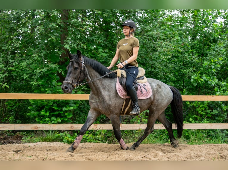 Other Breeds Mix Gelding 5 years 14,2 hh Roan-Blue in Pysznica