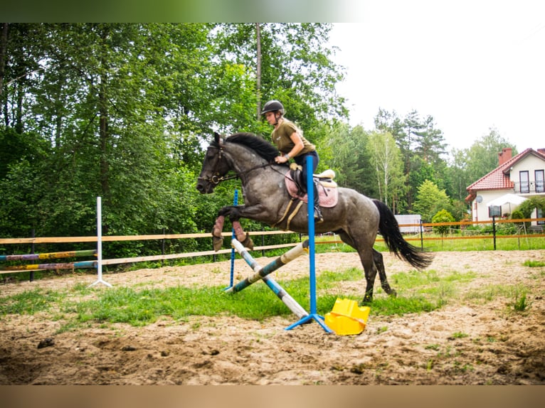 Other Breeds Mix Gelding 5 years 14,2 hh Roan-Blue in Pysznica