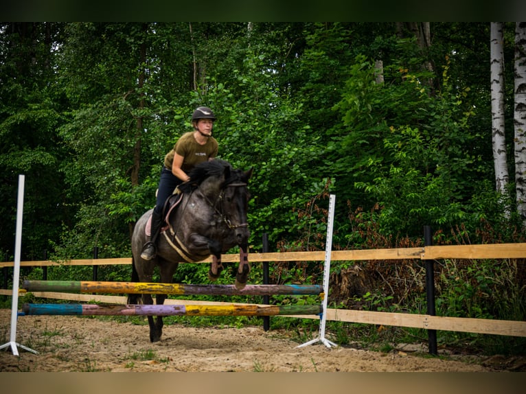 Other Breeds Mix Gelding 5 years 14,2 hh Roan-Blue in Pysznica