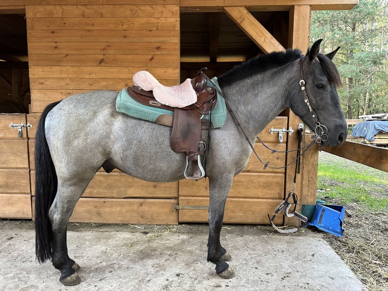 Other Breeds Mix Gelding 5 years 14,2 hh Roan-Blue in Pysznica