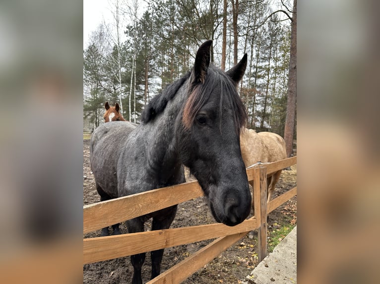 Other Breeds Mix Gelding 5 years 14,2 hh Roan-Blue in Pysznica