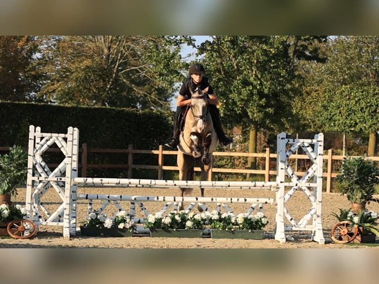 Other Breeds Gelding 5 years 14.2 hh  in Oost West en Middelbeers