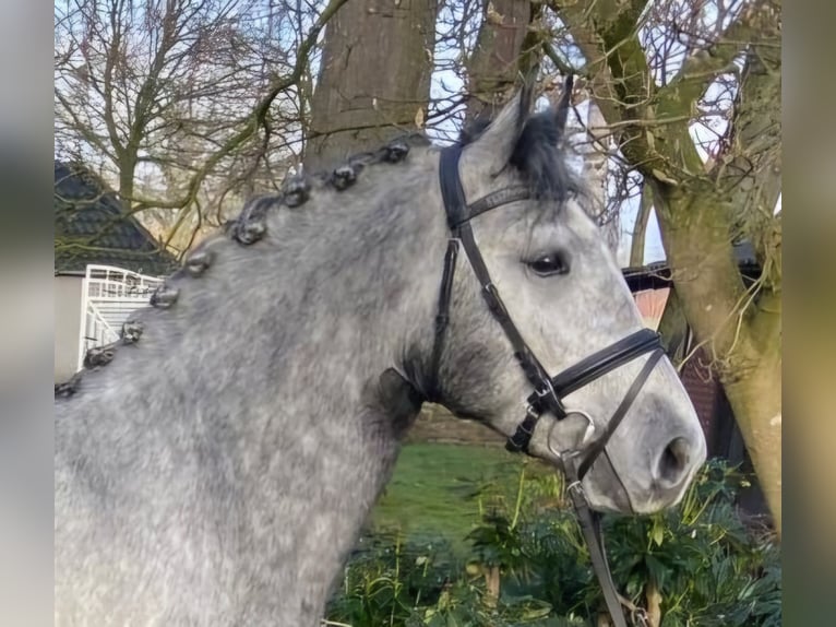 Other Breeds Gelding 5 years 14,3 hh Gray in Hopsten