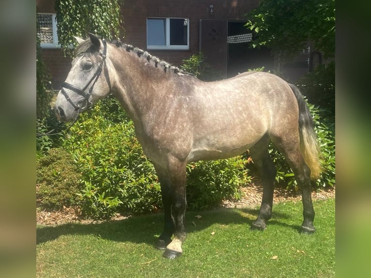 Other Breeds Gelding 5 years 14.3 hh Grey in Hopsten