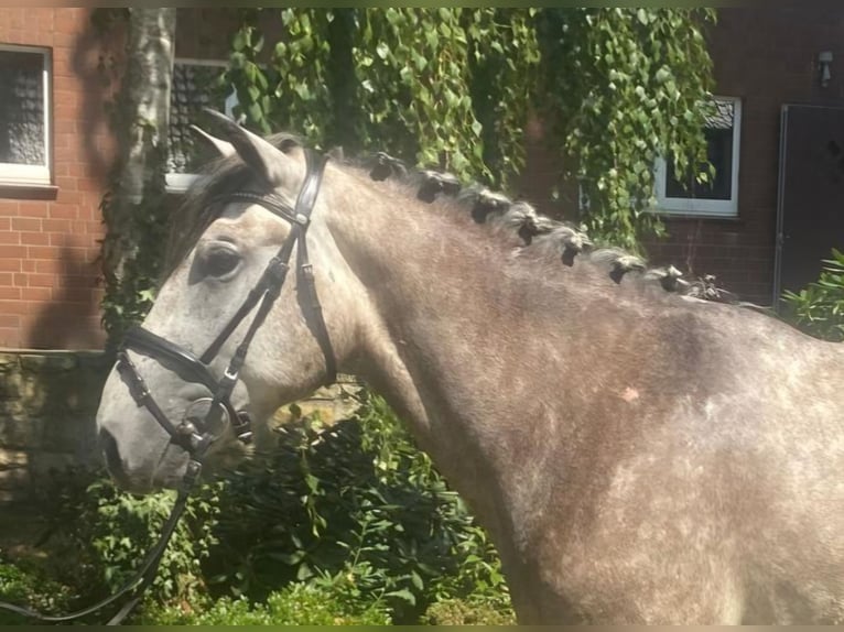 Other Breeds Gelding 5 years 14.3 hh Grey in Hopsten