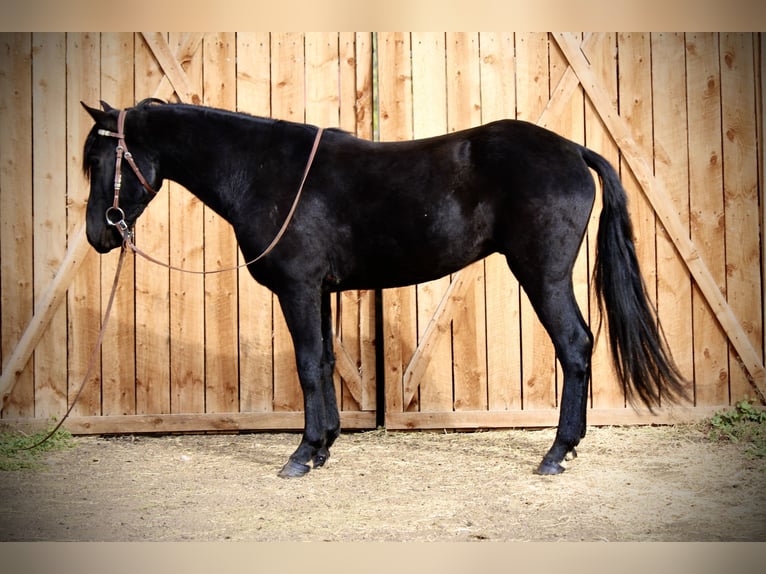 Other Breeds Gelding 5 years 14 hh Black in Fort Collins