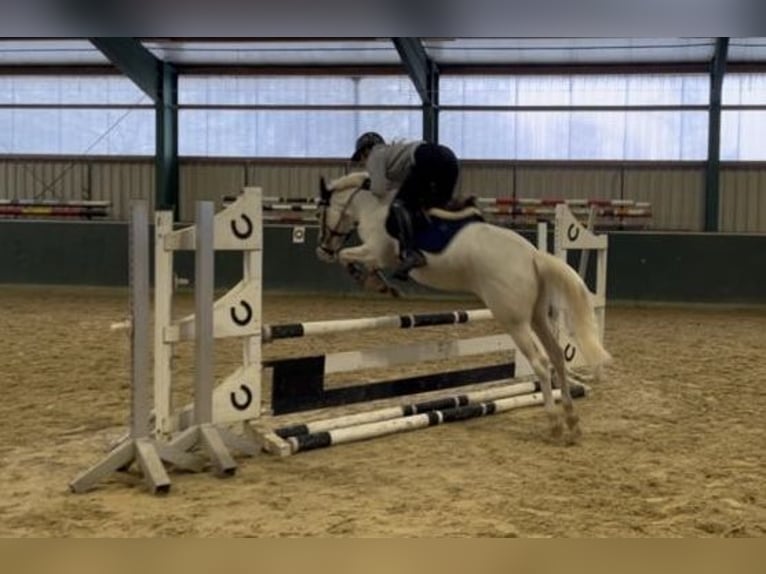 Other Breeds Gelding 5 years 14,1 hh Palomino in Bad Zwischenahn
