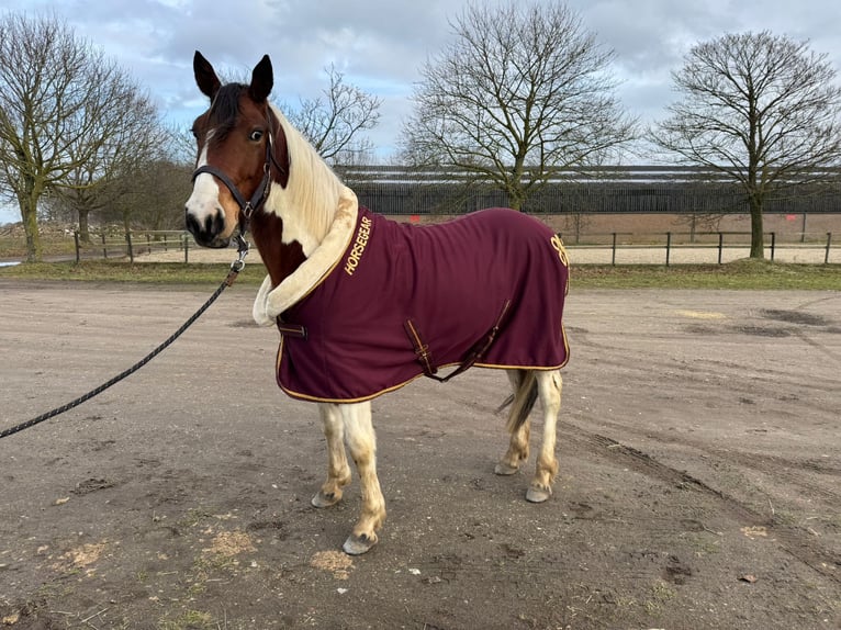 Other Breeds Gelding 5 years 14,1 hh Pinto in Heusden zolder