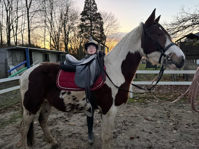 Other Breeds Gelding 5 years 14,1 hh Pinto in Heusden zolder