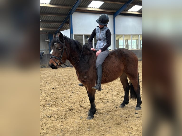 Other Breeds Gelding 5 years 14,2 hh Brown in de Wijk