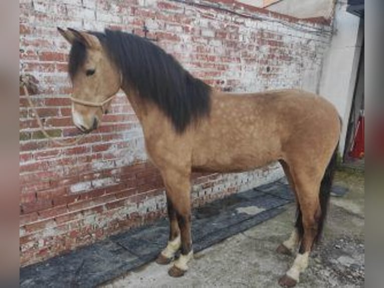 Other Breeds Mix Gelding 5 years 15,1 hh Bay in MADRID