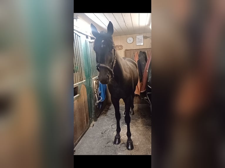 Other Breeds Gelding 5 years 15,1 hh Black in Schleißheim bei Wels