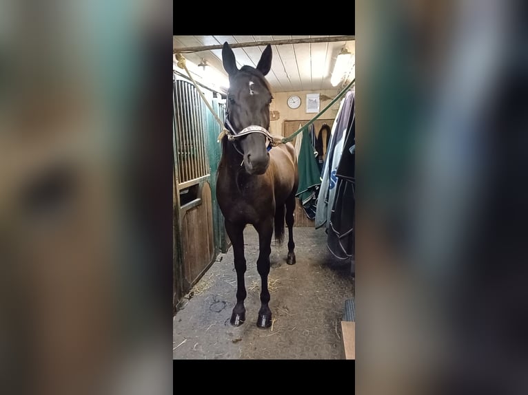 Other Breeds Gelding 5 years 15,1 hh Black in Schleißheim bei Wels