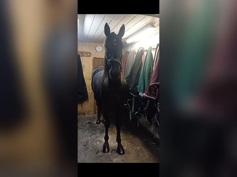 Other Breeds Gelding 5 years 15,1 hh Black in Schleißheim bei Wels