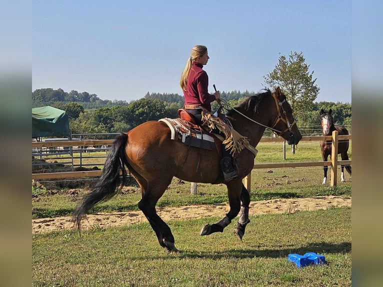 Other Breeds Gelding 5 years 15,1 hh Brown in Linkenbach