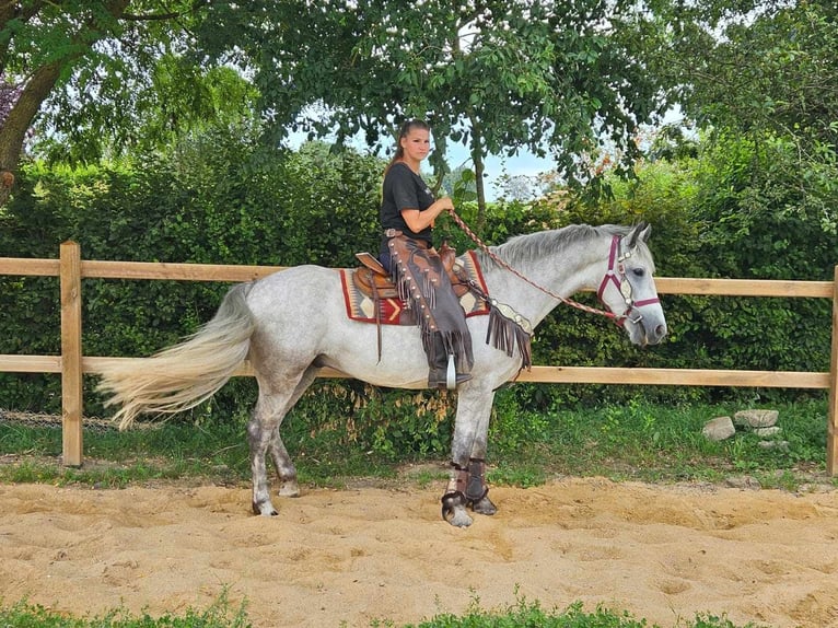 Other Breeds Gelding 5 years 15,1 hh Gray in Linkenbach