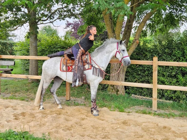 Other Breeds Gelding 5 years 15,1 hh Gray in Linkenbach