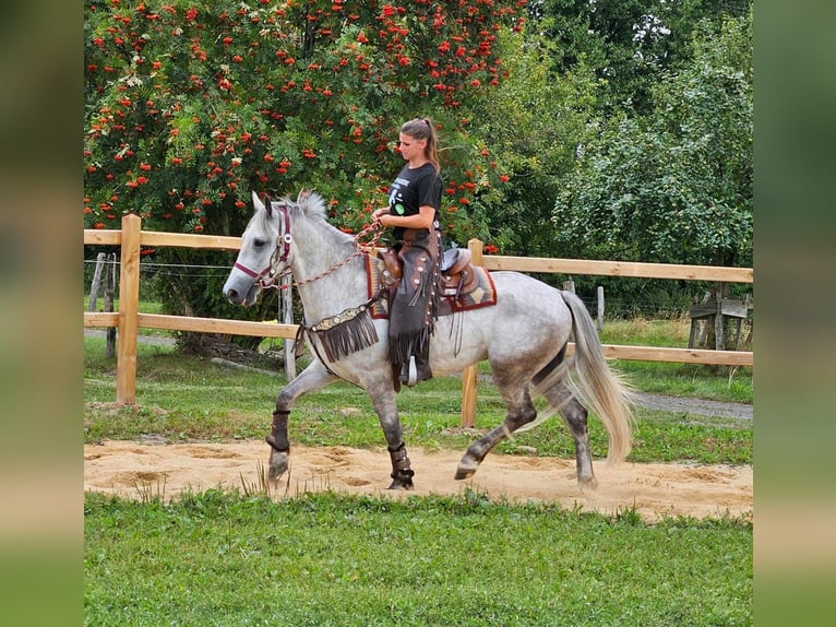 Other Breeds Gelding 5 years 15,1 hh Gray in Linkenbach