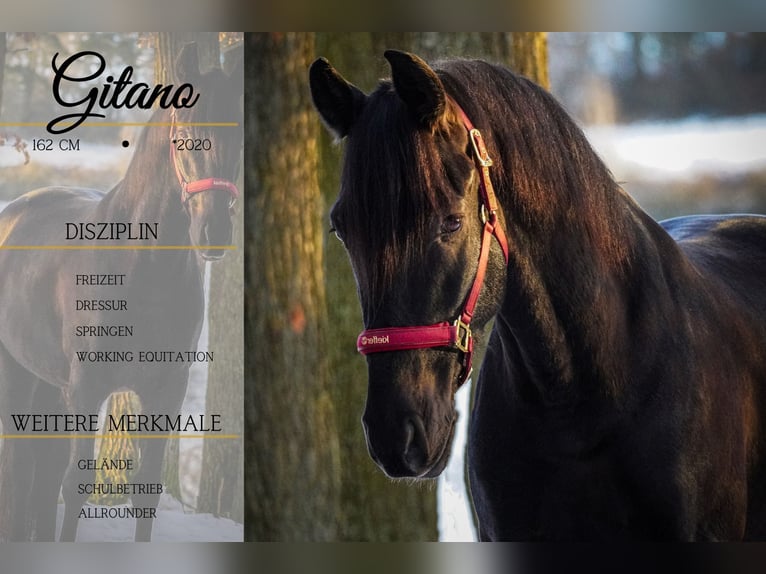 Other Breeds Gelding 5 years 15,2 hh Black in Nettersheim